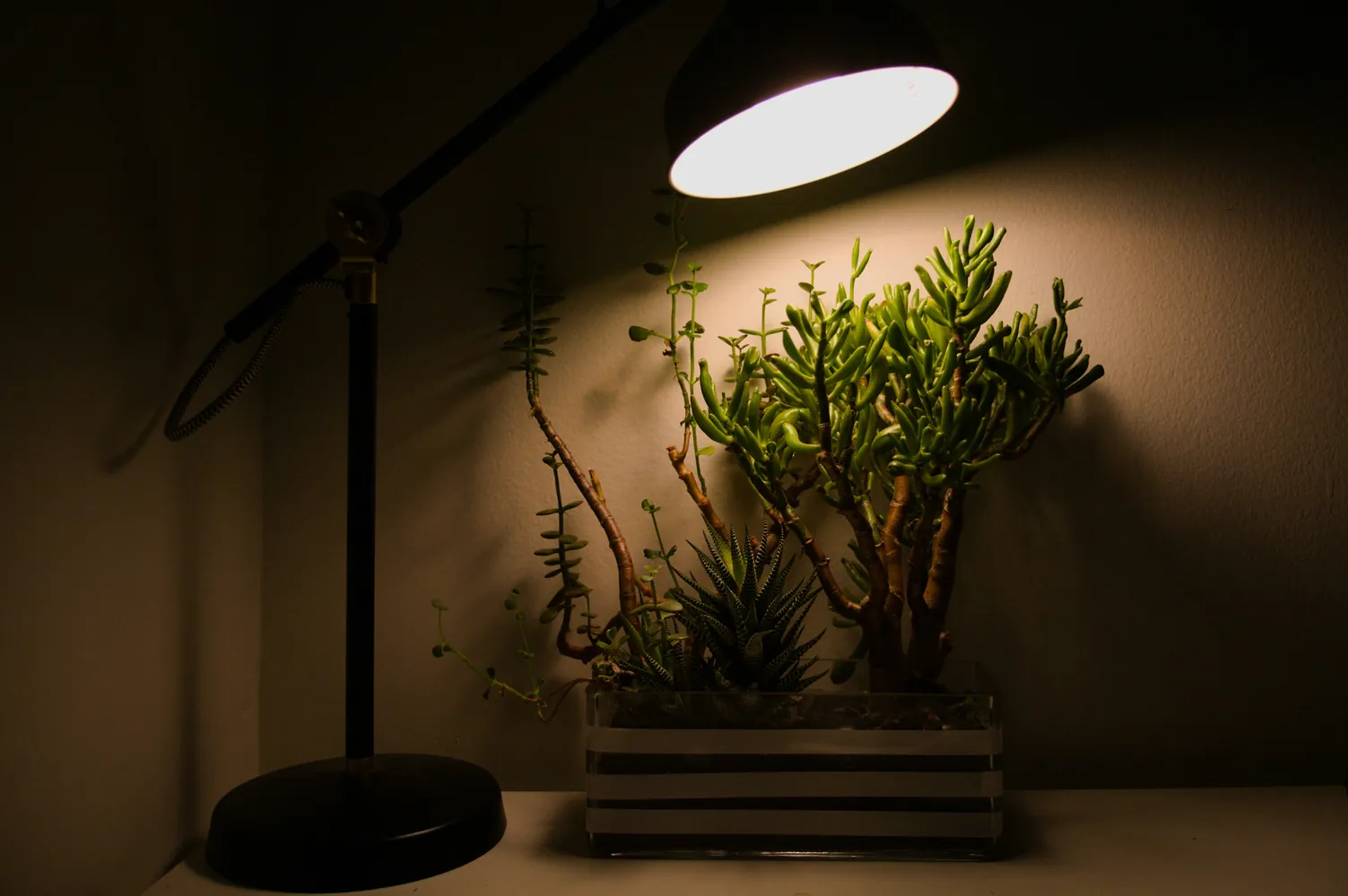Smart Lighting Strategies for Your Indoor Herb Garden Success