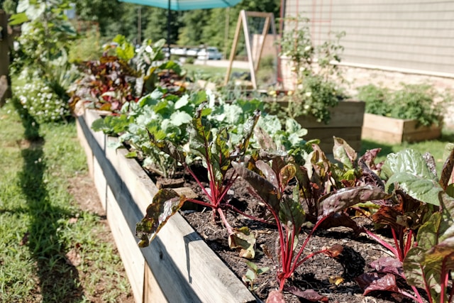 Building a Sustainable Vegetable Garden That Endures Climate Changes