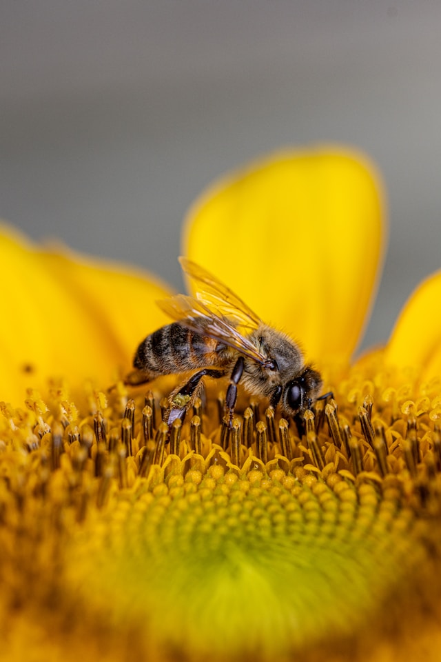 Creating Dynamic Outdoor Spaces That Support Local Pollinators