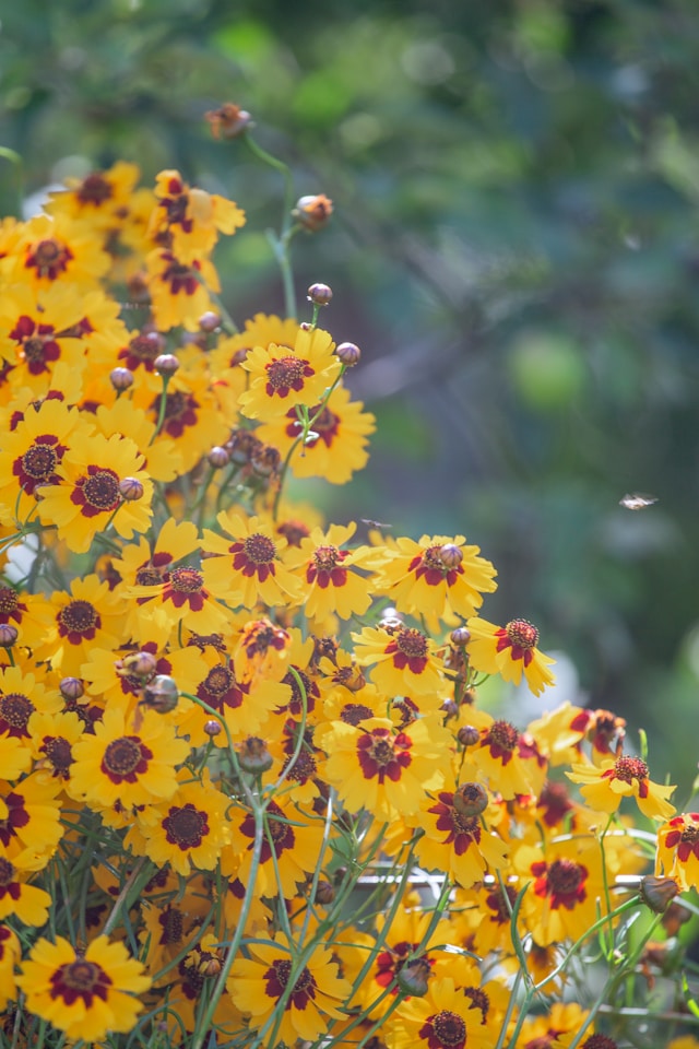 ideal perennials for fostering a vibrant outdoor pollinator habitat